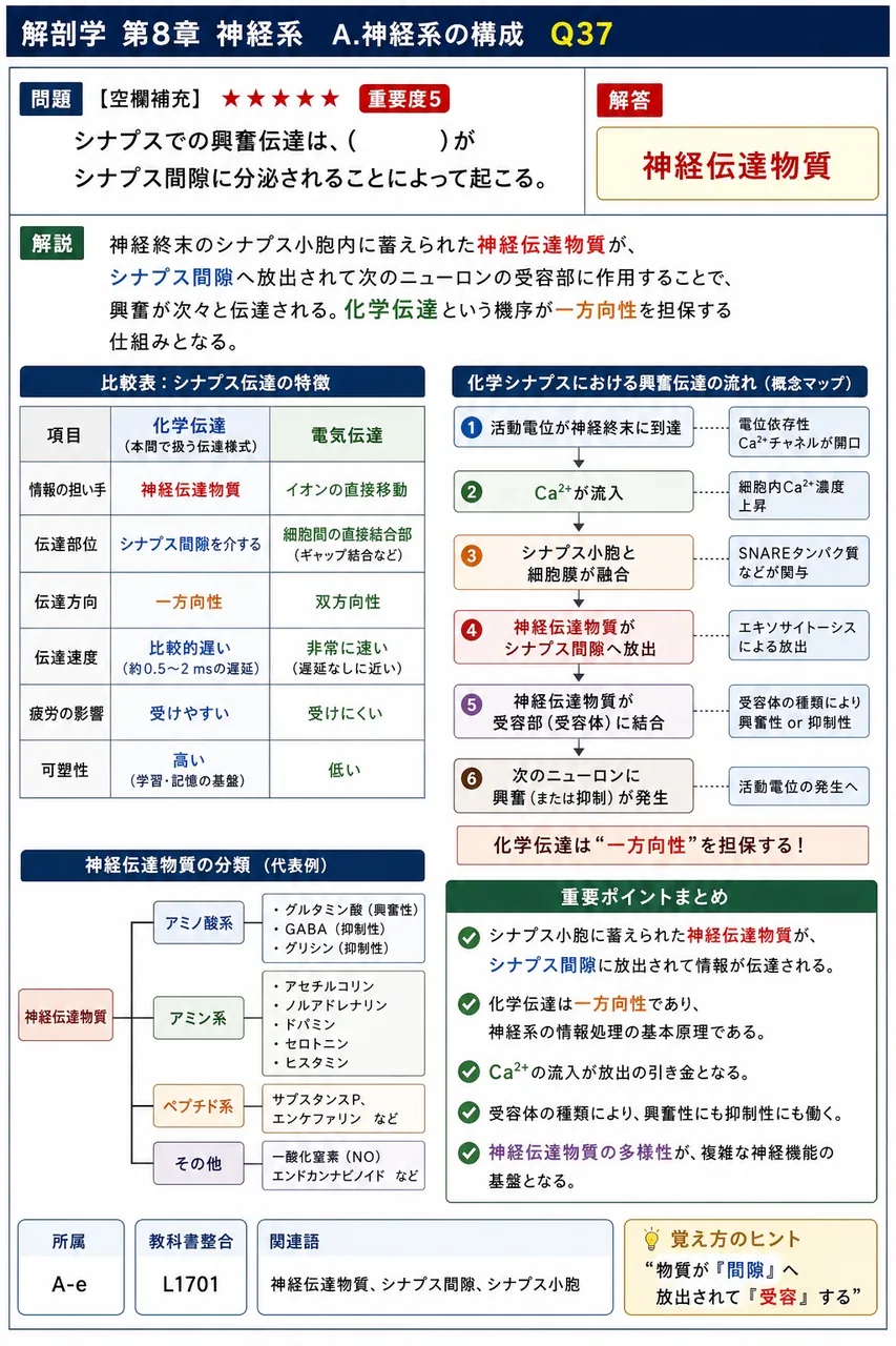 シナプスでの興奮伝達は、( )がシナプス間隙に分泌されることによって起こる。 解説図