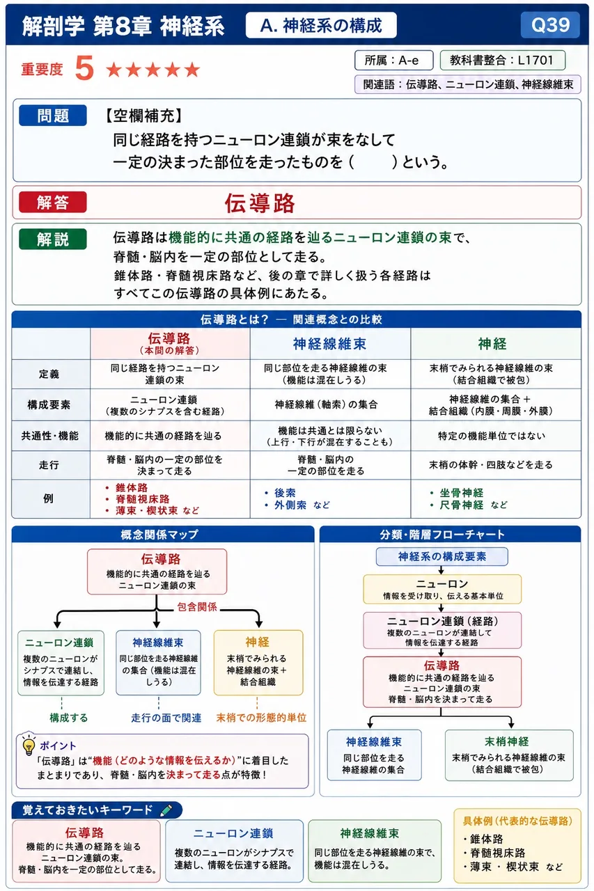 同じ経路を持つニューロン連鎖が束をなして一定の決まった部位を走ったものを( )という。 解説図
