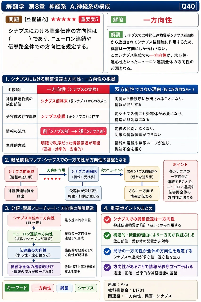 シナプスにおける興奮伝達の方向性は( )であり、ニューロン連鎖や伝導路全体での方向性を規定する。 解説図