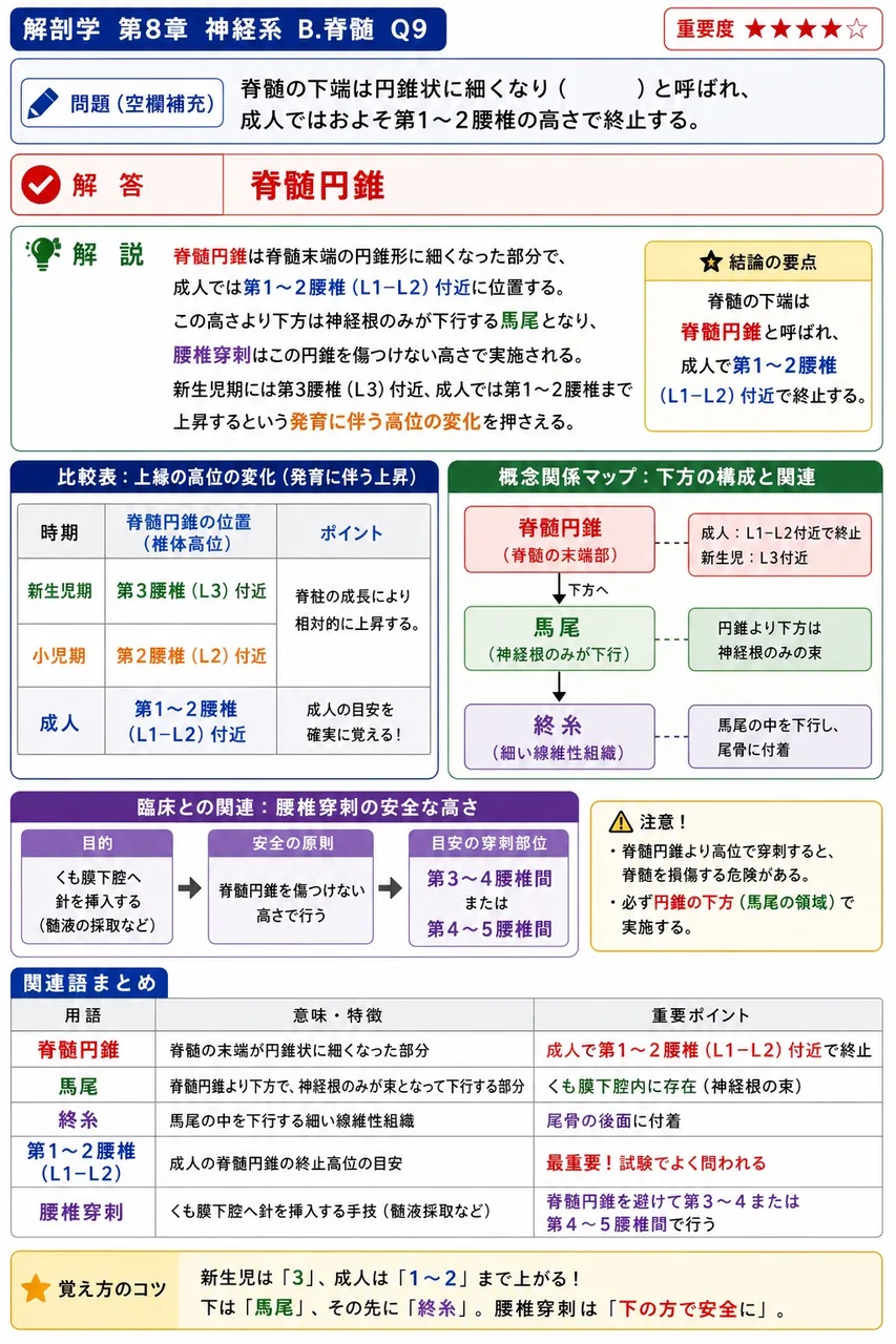 脊髄の下端は円錐状に細くなり( )と呼ばれ、成人ではおよそ第1〜2腰椎の高さで終止する。 解説図