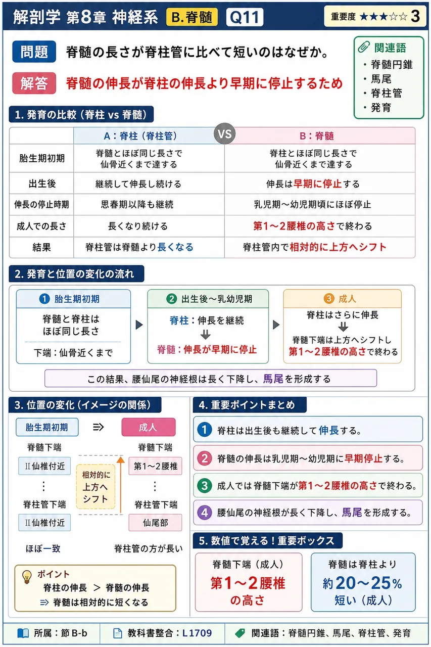 脊髄の長さが脊柱管に比べて短いのはなぜか。 解説図
