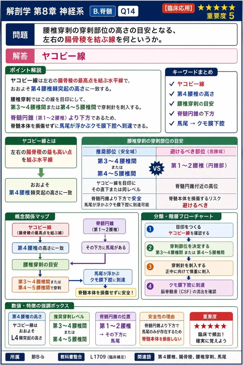 腰椎穿刺の穿刺部位の高さの目安となる、左右の腸骨稜を結ぶ線を何というか。 解説図