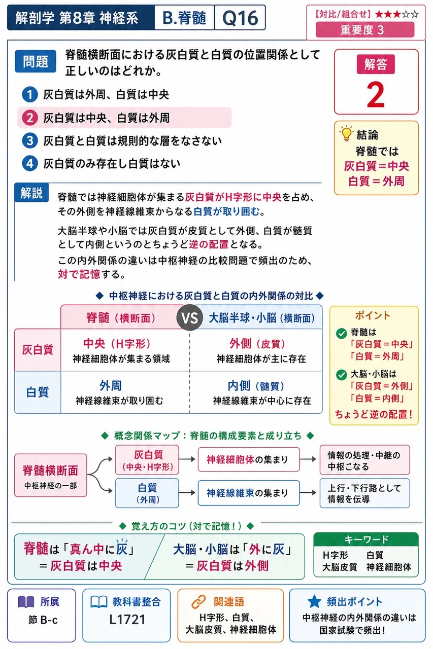 脊髄横断面における灰白質と白質の位置関係として正しいのはどれか。 解説図