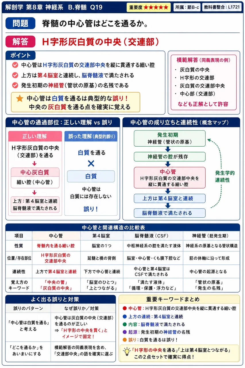 脊髄の中心管はどこを通るか。 解説図
