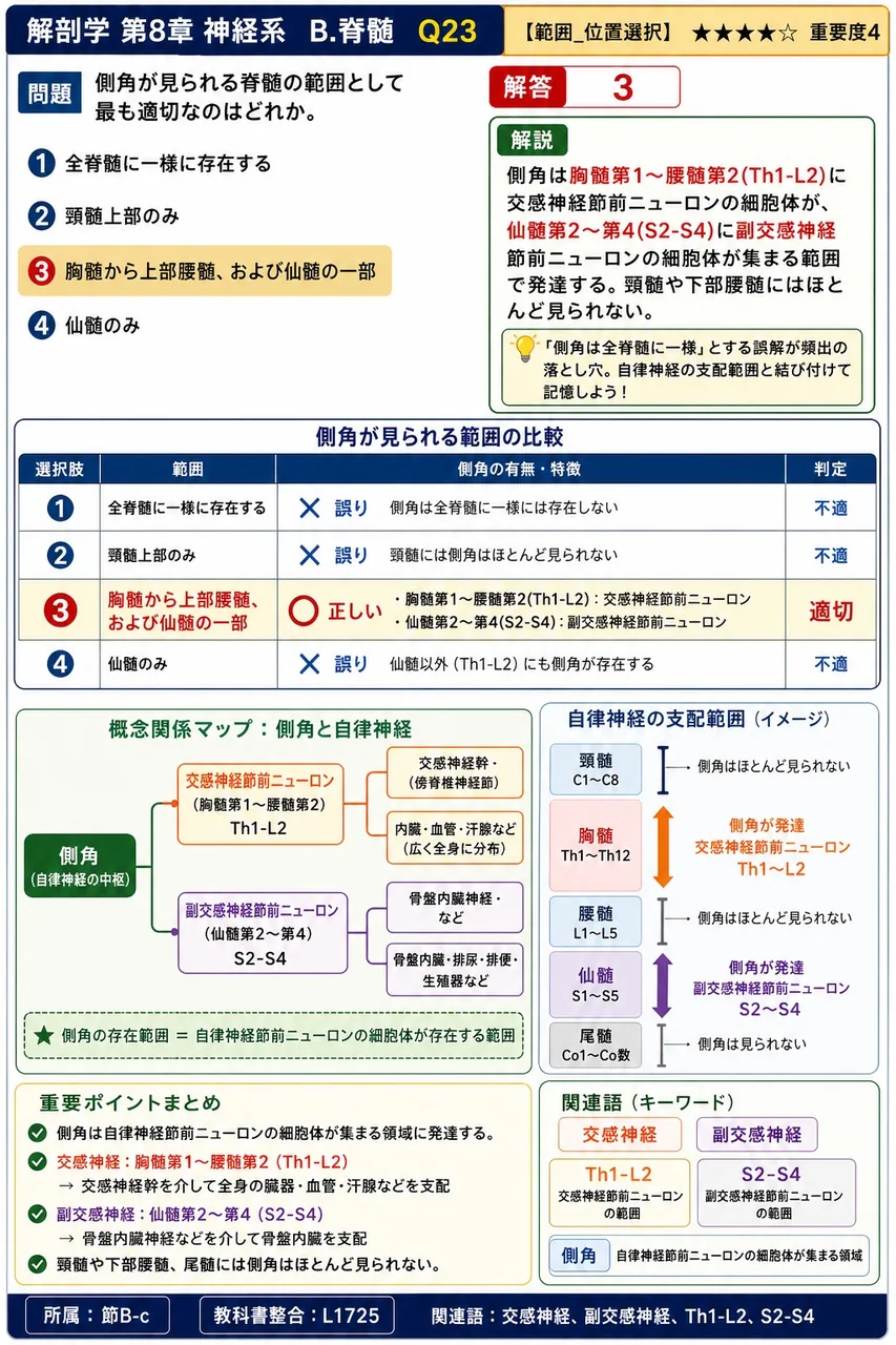 側角が見られる脊髄の範囲として最も適切なのはどれか。 解説図