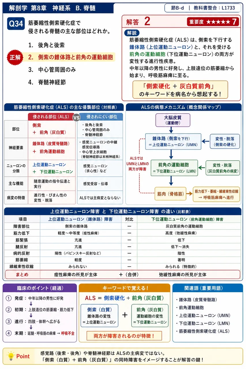 筋萎縮性側索硬化症で侵される脊髄の主な部位はどれか。 解説図