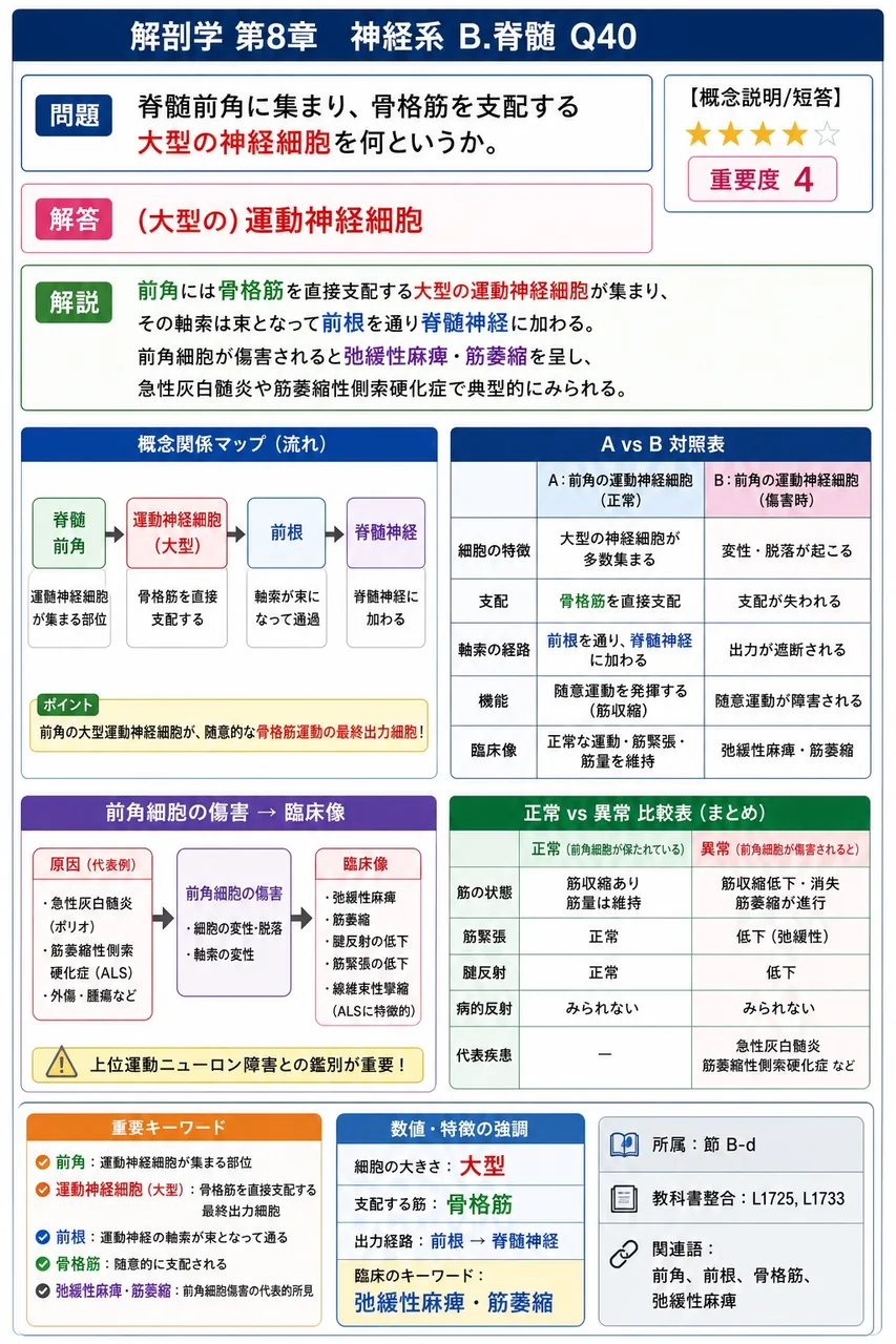 脊髄前角に集まり、骨格筋を支配する大型の神経細胞を何というか。 解説図