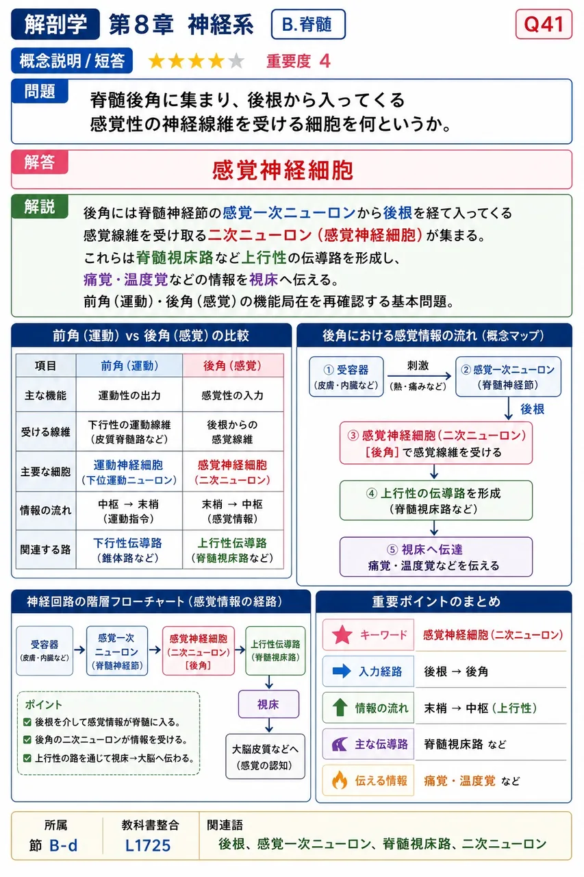 脊髄後角に集まり、後根から入ってくる感覚性の神経線維を受ける細胞を何というか。 解説図