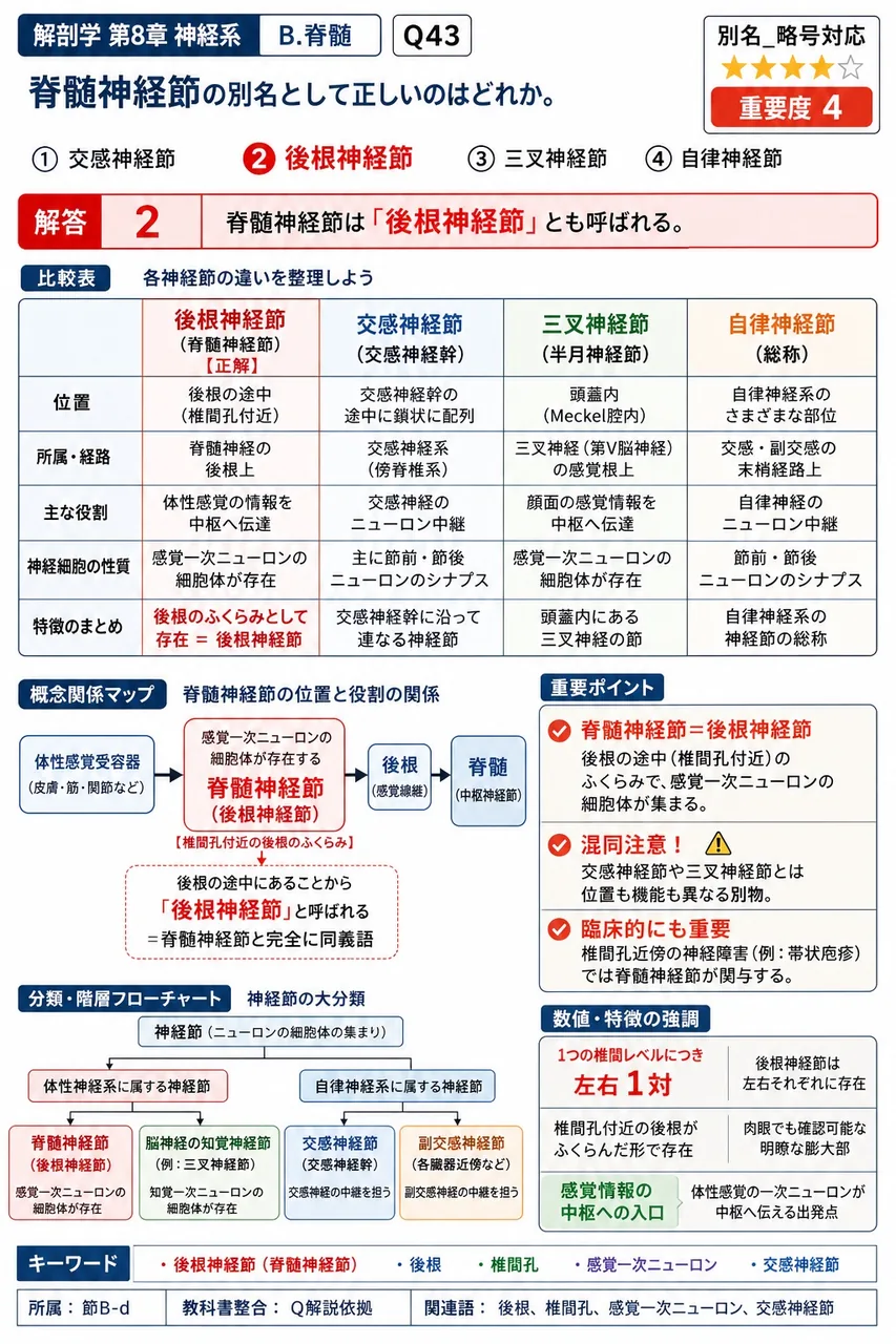脊髄神経節の別名として正しいのはどれか。 解説図