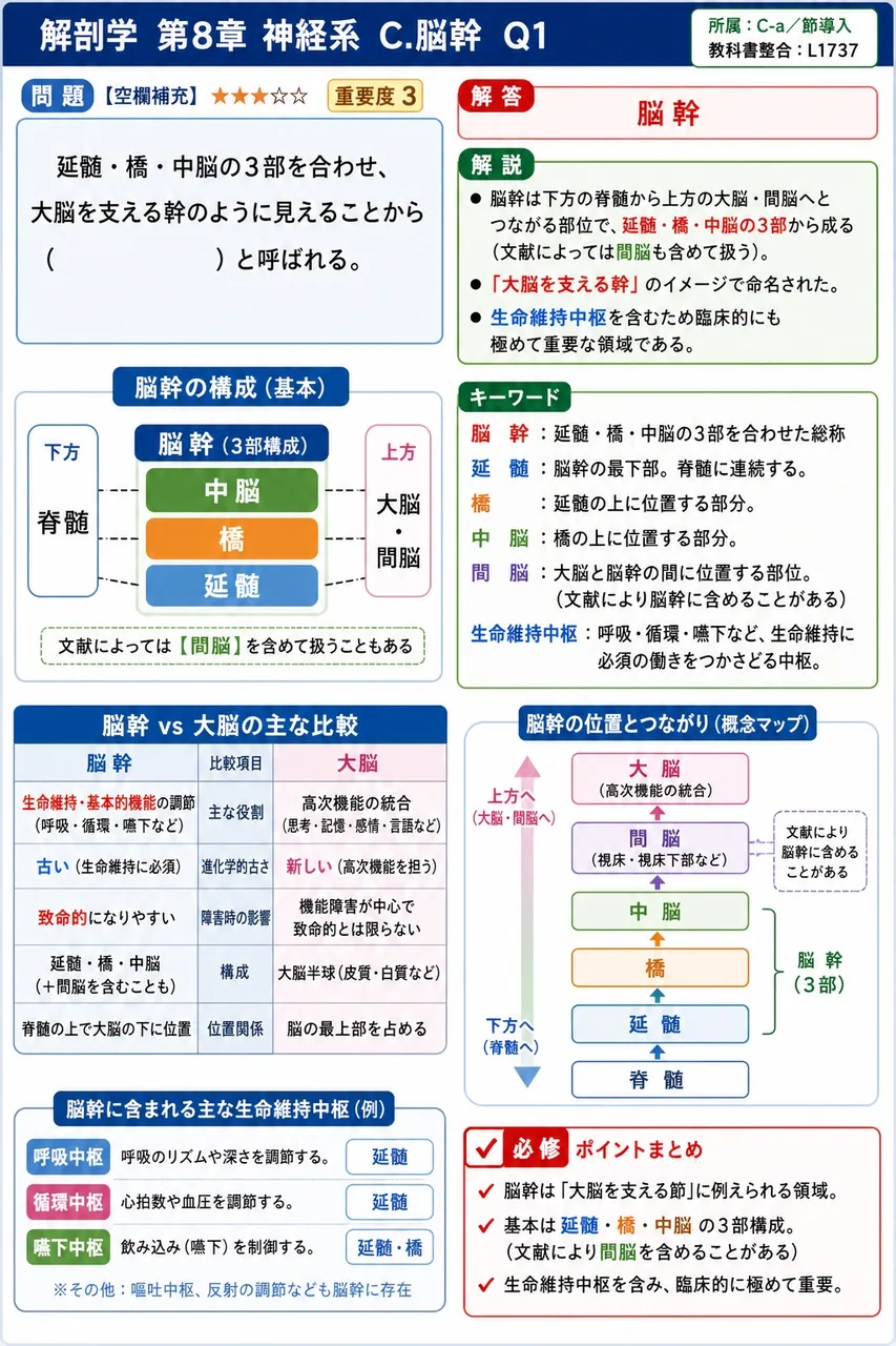 延髄・橋・中脳の3部を合わせ、大脳を支える幹のように見えることから( )と呼ばれる。 解説図