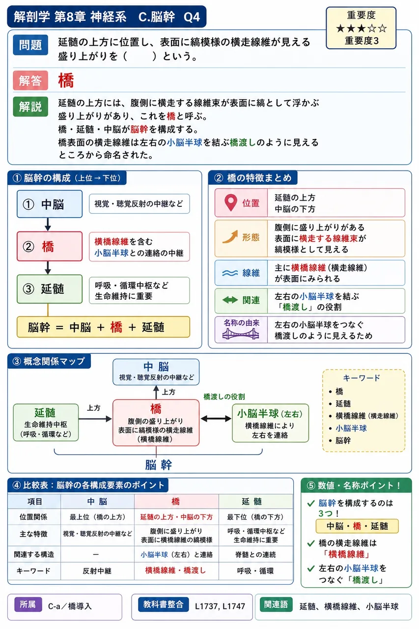 延髄の上方に位置し、表面に縞模様の横走線維が見える盛り上がりを( )という。 解説図