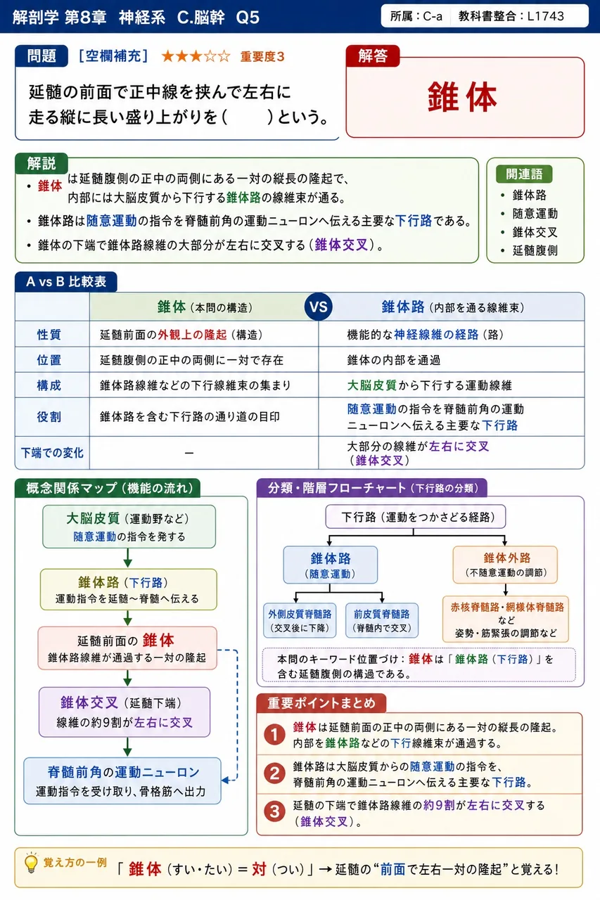 延髄の前面で正中線を挟んで左右に走る縦に長い盛り上がりを( )という。 解説図