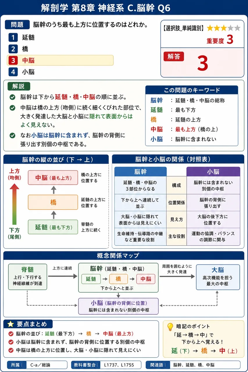 脳幹のうち最も上方に位置するのはどれか。 解説図