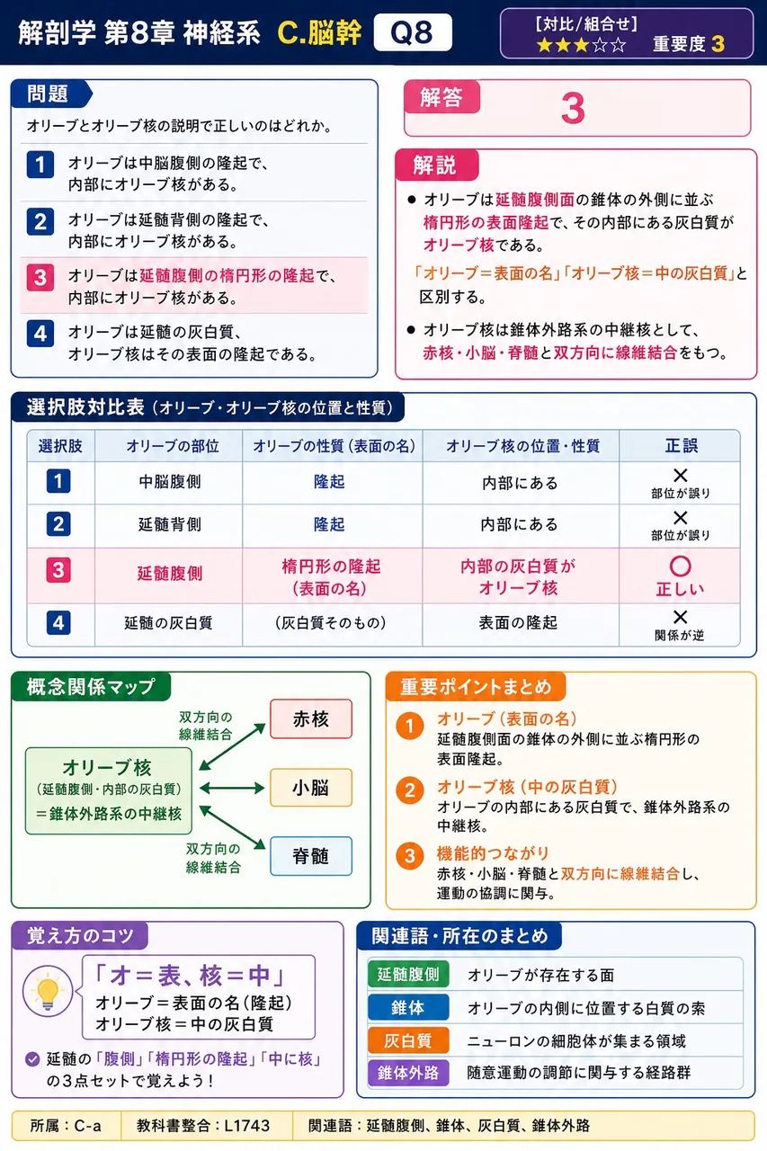 オリーブとオリーブ核の説明で正しいのはどれか。 解説図
