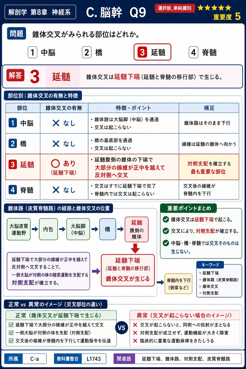 錐体交叉がみられる部位はどれか。 解説図