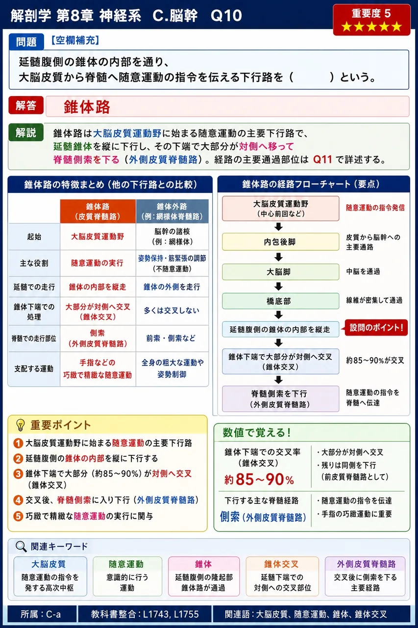 延髄腹側の錐体の内部を通り、大脳皮質から脊髄へ随意運動の指令を伝える下行路を( )という。 解説図