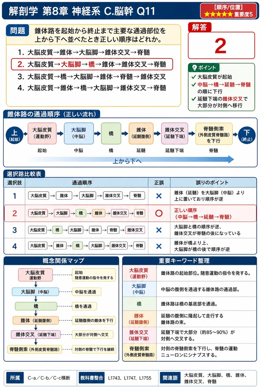 錐体路を起始から終止まで主要な通過部位を上から下へ並べたとき正しい順序はどれか。 解説図