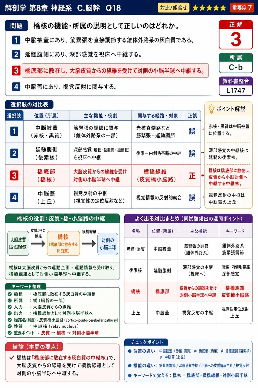橋核の機能・所属の説明として正しいのはどれか。 解説図