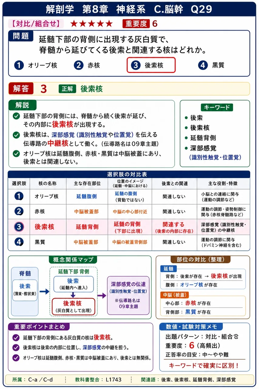 延髄下部の背側に出現する灰白質で、脊髄から延びてくる後索と関連する核はどれか。 解説図