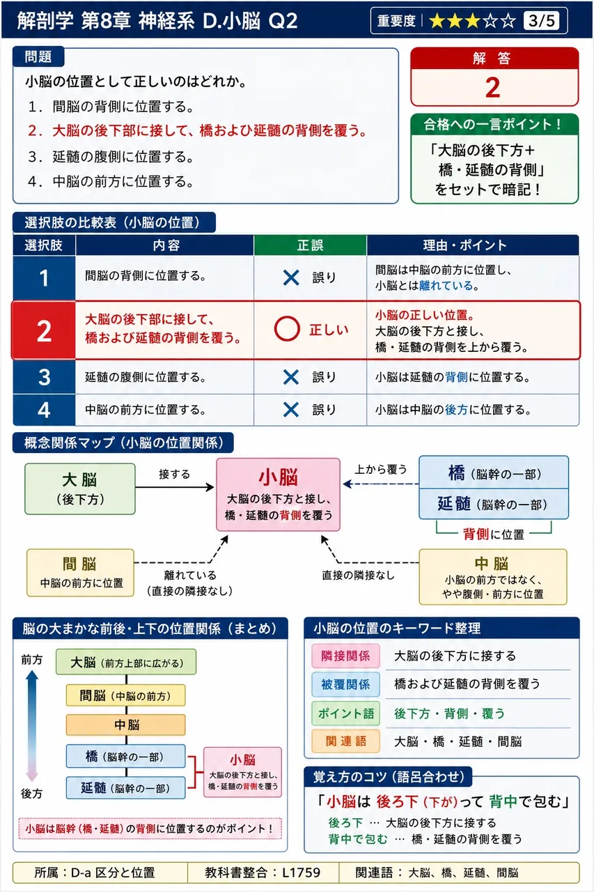 小脳の位置として正しいのはどれか。 解説図