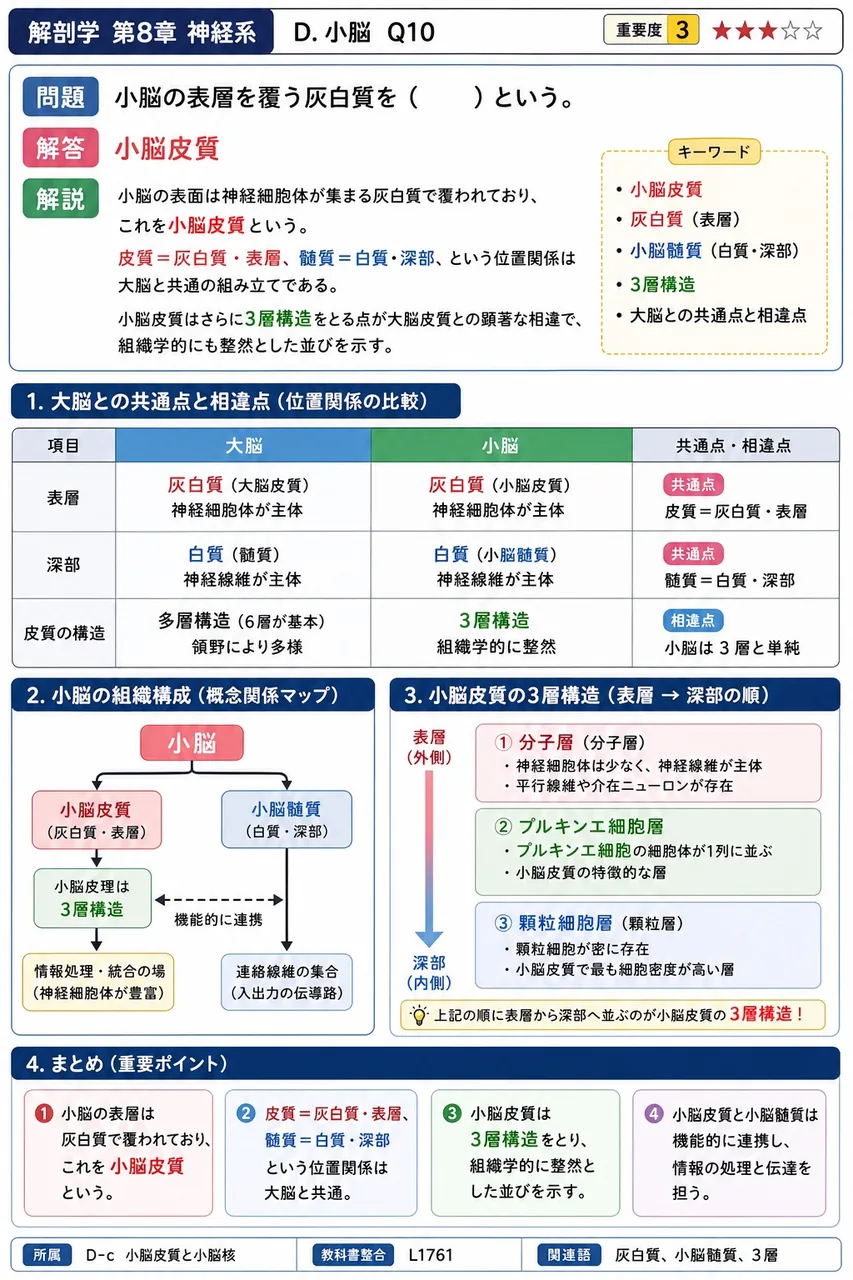 小脳の表層を覆う灰白質を( )という。 解説図