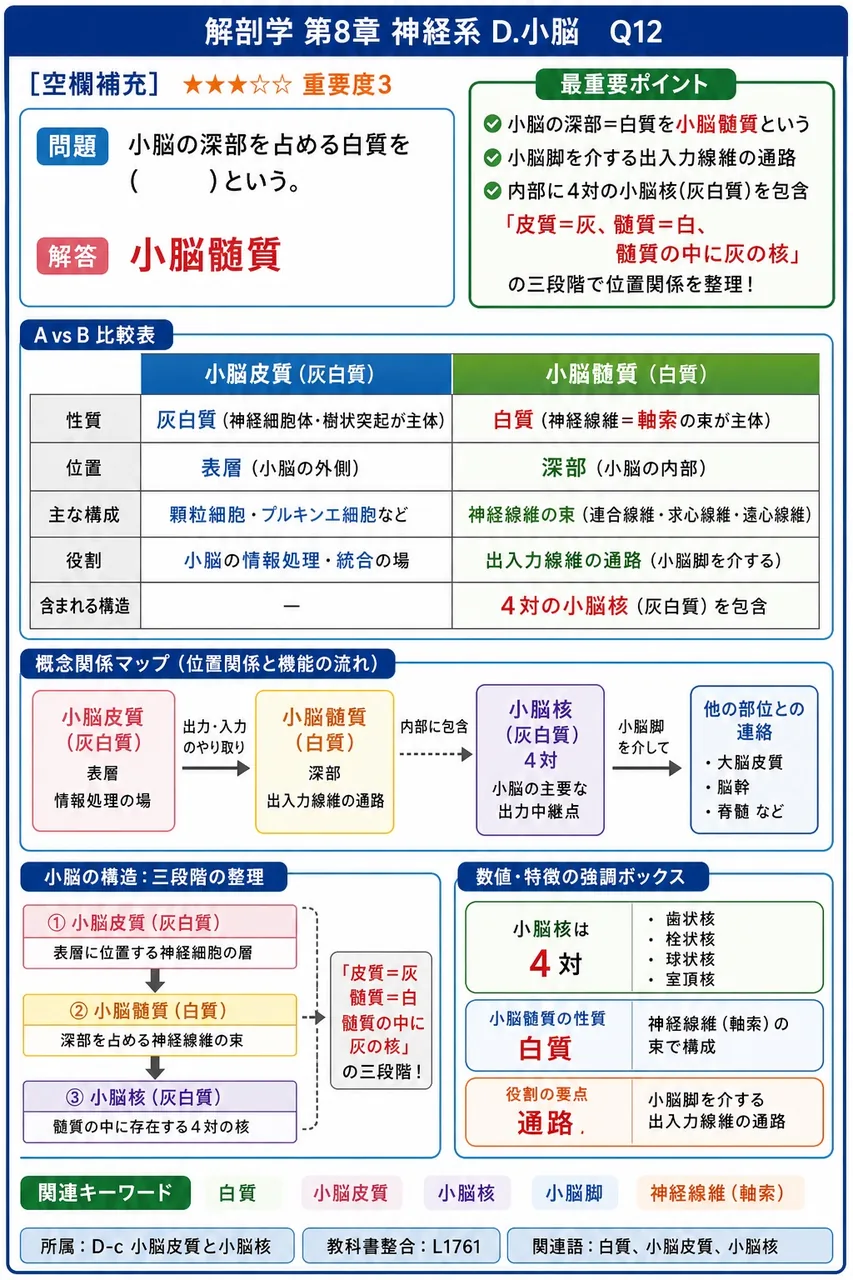 小脳の深部を占める白質を( )という。 解説図