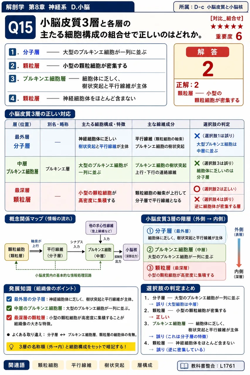 小脳皮質3層と各層の主たる細胞構成の組合せで正しいのはどれか。 解説図