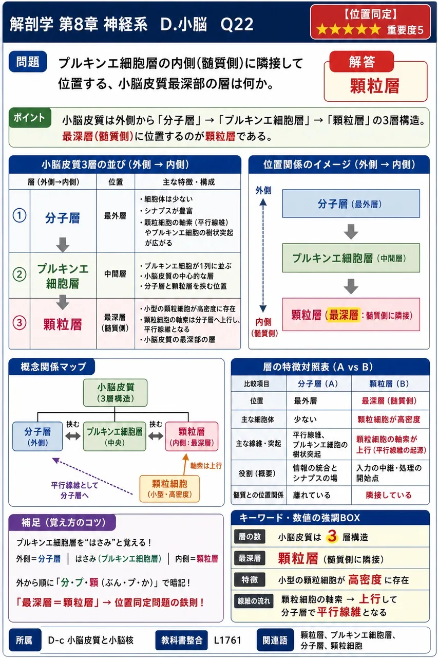 プルキンエ細胞層の内側(髄質側)に隣接して位置する、小脳皮質最深部の層は何か。 解説図