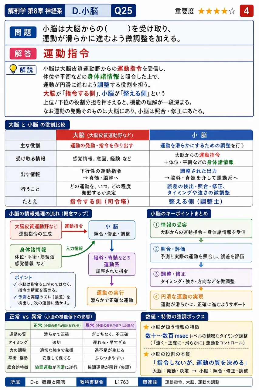 小脳は大脳からの( )を受け取り、運動が滑らかに進むよう微調整を加える。 解説図