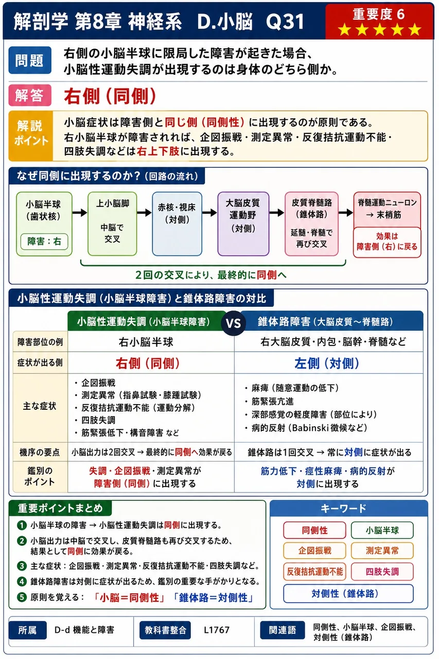 右側の小脳半球に限局した障害が起きた場合、小脳性運動失調が出現するのは身体のどちら側か。 解説図
