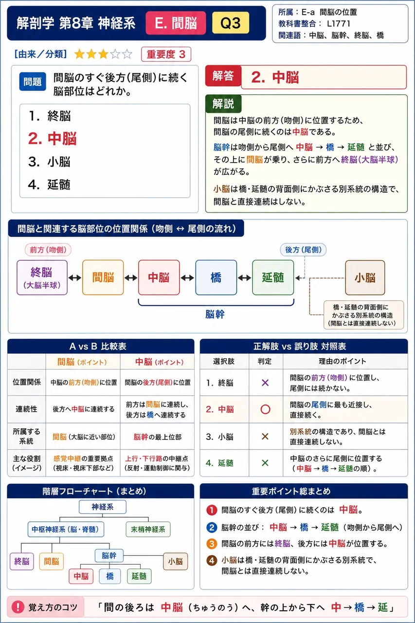 間脳のすぐ後方(尾側)に続く脳部位はどれか。 解説図