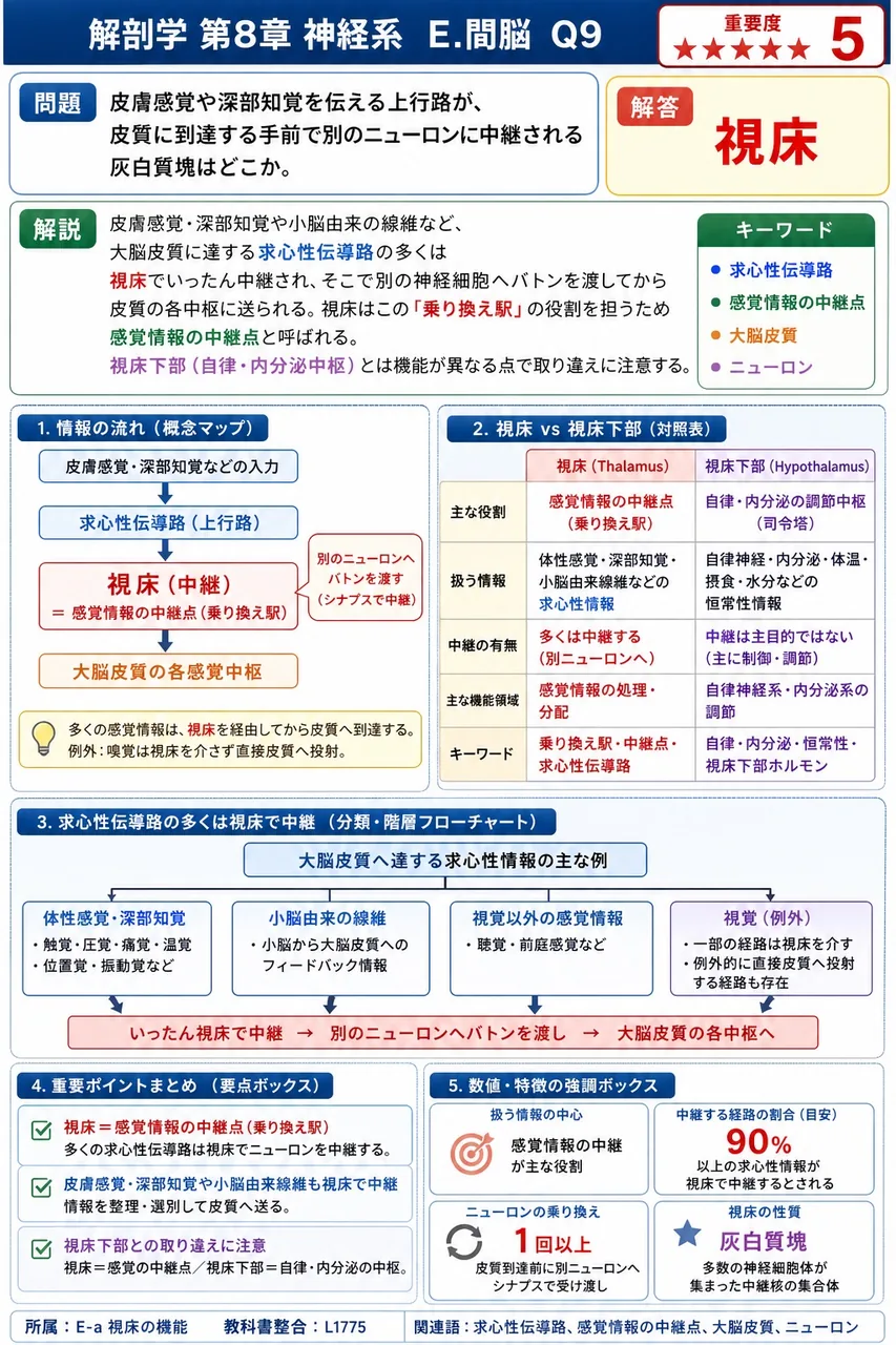皮膚感覚や深部知覚を伝える上行路が、皮質に到達する手前で別のニューロンに中継される灰白質塊はどこか。 解説図