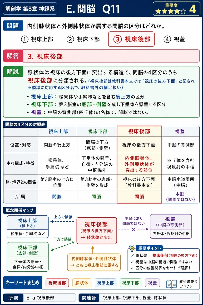 内側膝状体と外側膝状体が属する間脳の区分はどれか。 解説図