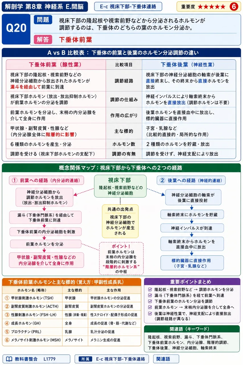 視床下部の隆起核や視索前野などから分泌されるホルモンが調節するのは、下垂体のどちらの葉のホルモン分泌か。 解説図