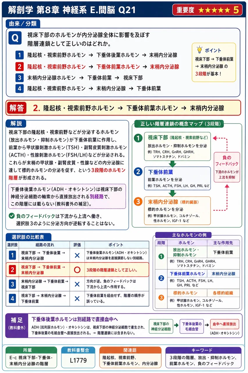視床下部のホルモンが内分泌腺全体に影響を及ぼす階層連鎖として正しいのはどれか。 解説図