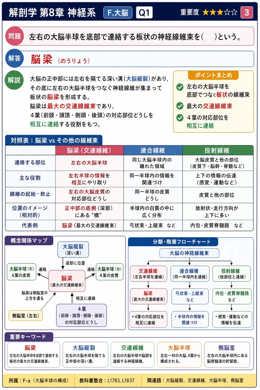 左右の大脳半球を底部で連絡する板状の神経線維束を( )という。 解説図