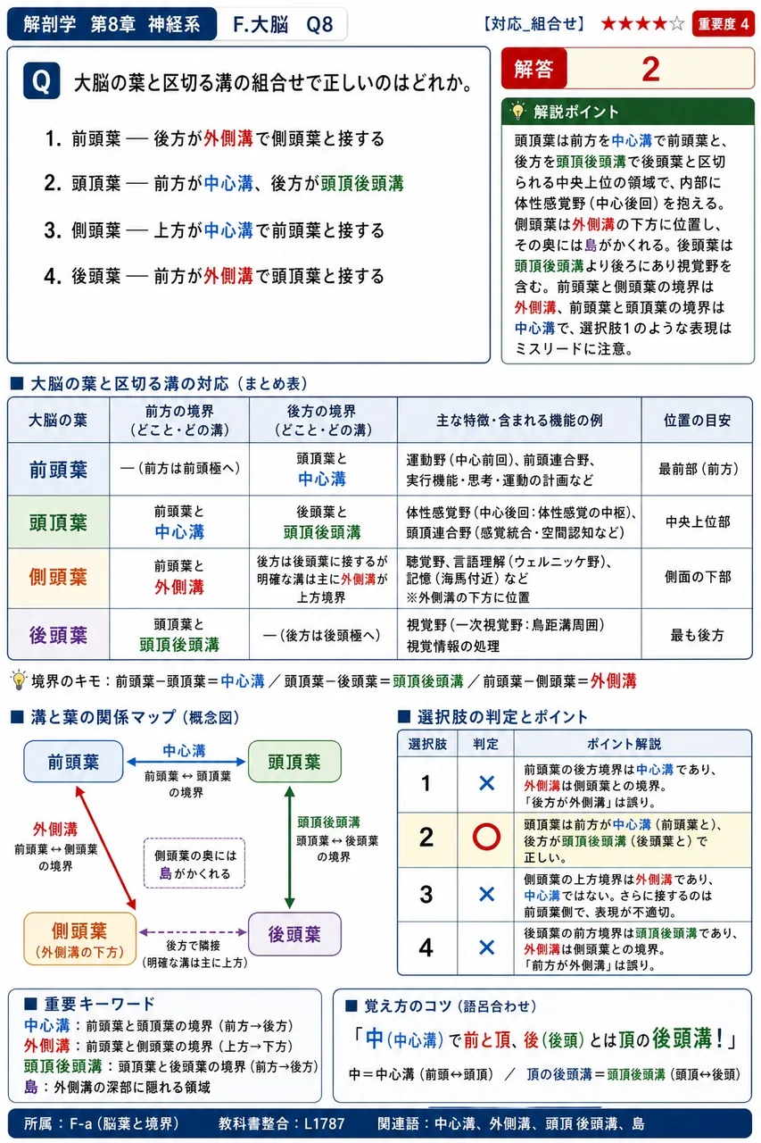 大脳の葉と区切る溝の組合せで正しいのはどれか。 解説図