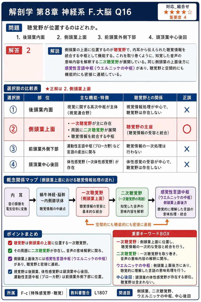 聴覚野が位置するのはどれか。 解説図