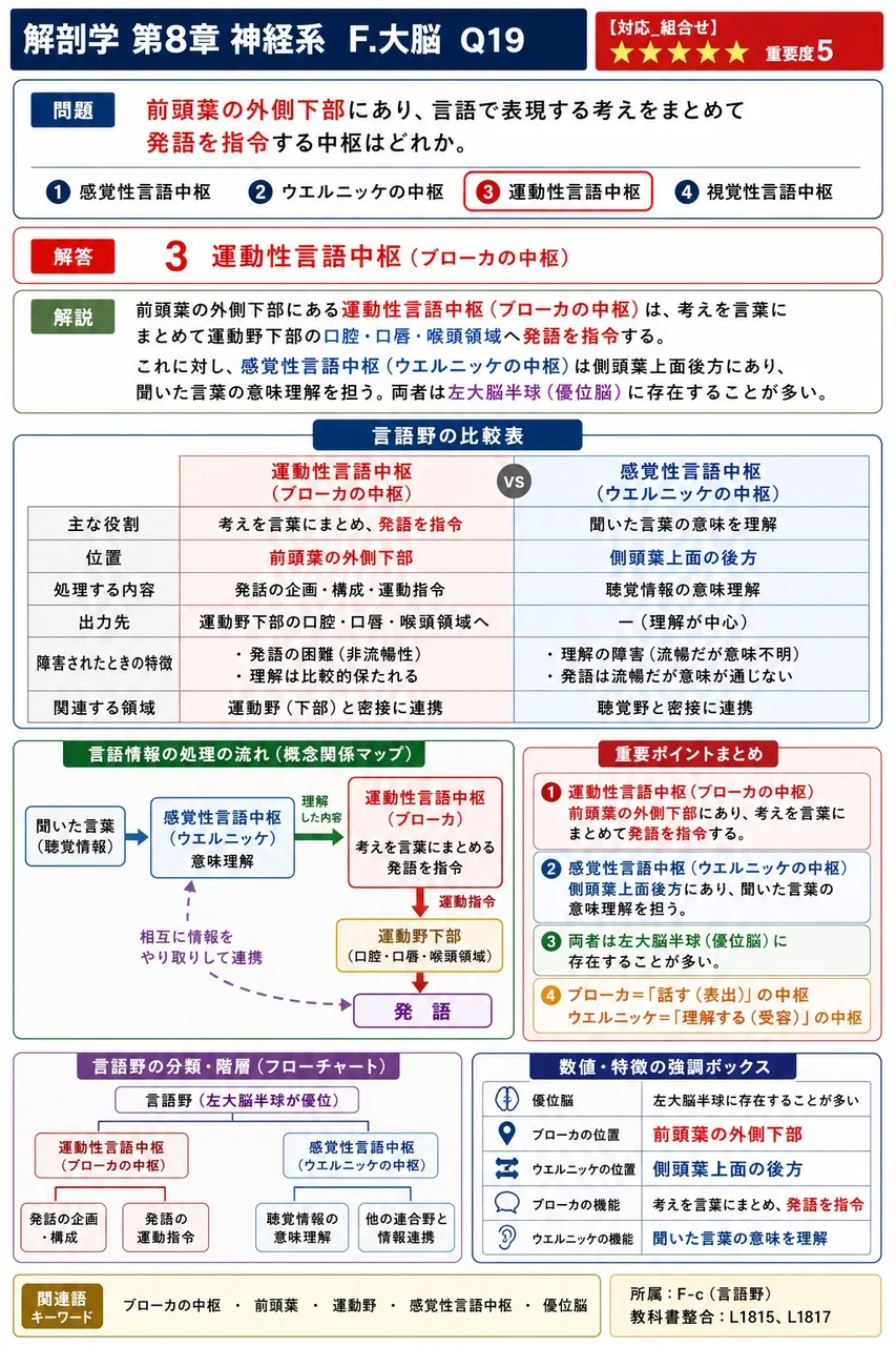 前頭葉の外側下部にあり、言語で表現する考えをまとめて発語を指令する中枢はどれか。 解説図