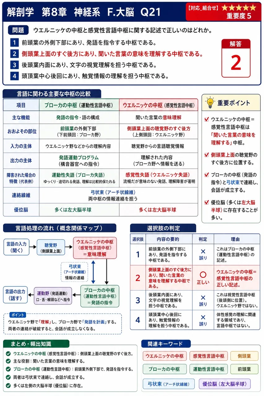 ウエルニッケの中枢と感覚性言語中枢に関する記述で正しいのはどれか。 解説図