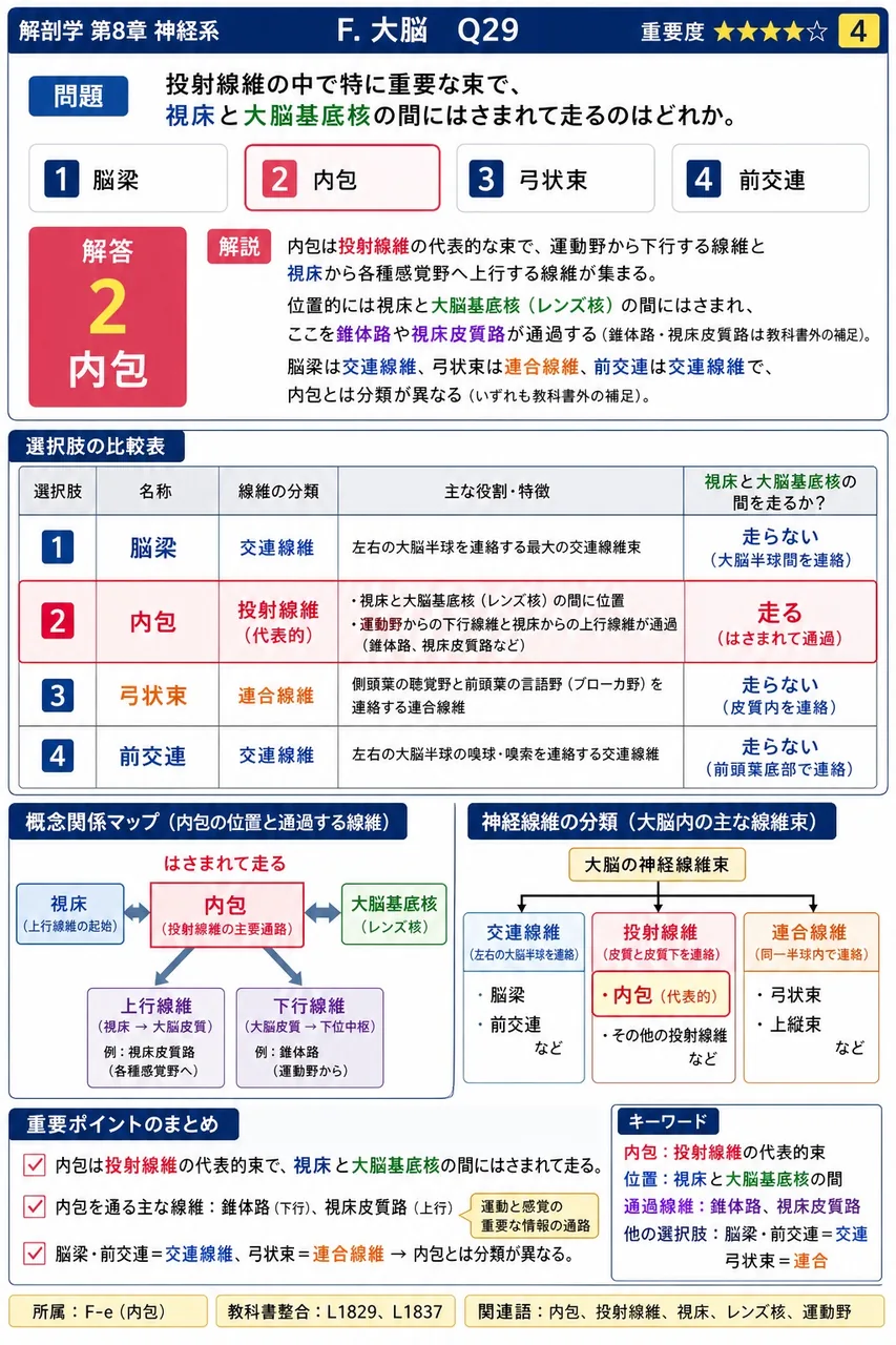 投射線維の中で特に重要な束で、視床と大脳基底核の間にはさまれて走るのはどれか。 解説図