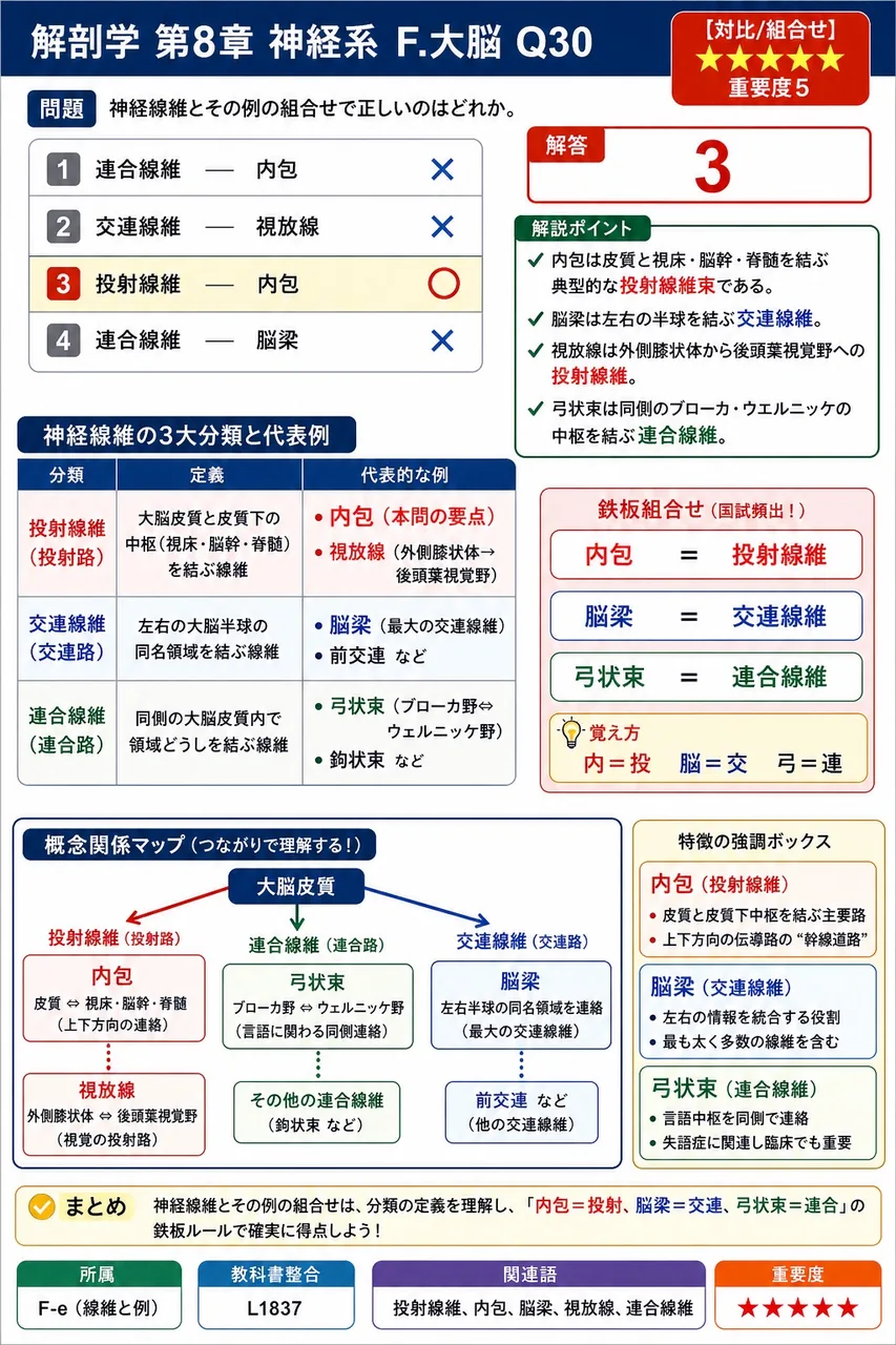 神経線維とその例の組合せで正しいのはどれか。 解説図