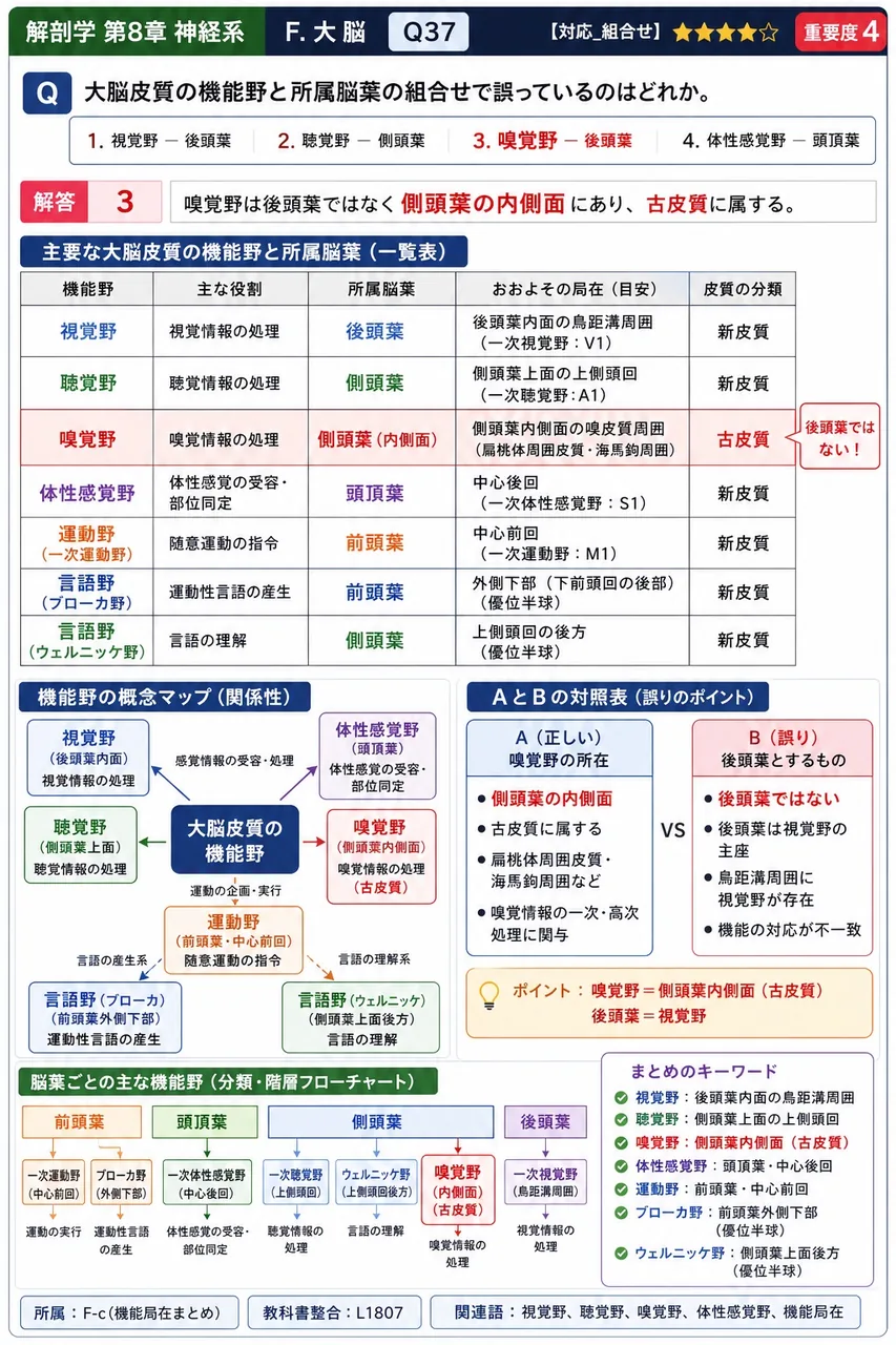 大脳皮質の機能野と所属脳葉の組合せで誤っているのはどれか。 解説図