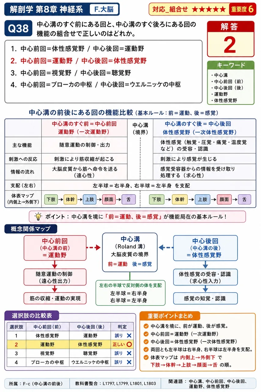 中心溝のすぐ前にある回と、中心溝のすぐ後ろにある回の機能の組合せで正しいのはどれか。 解説図