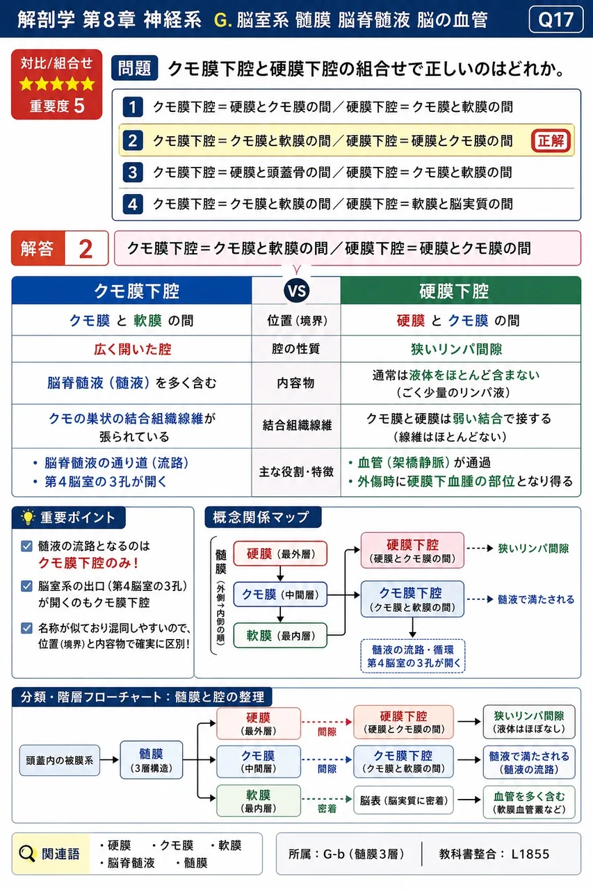 クモ膜下腔と硬膜下腔の組合せで正しいのはどれか。 解説図
