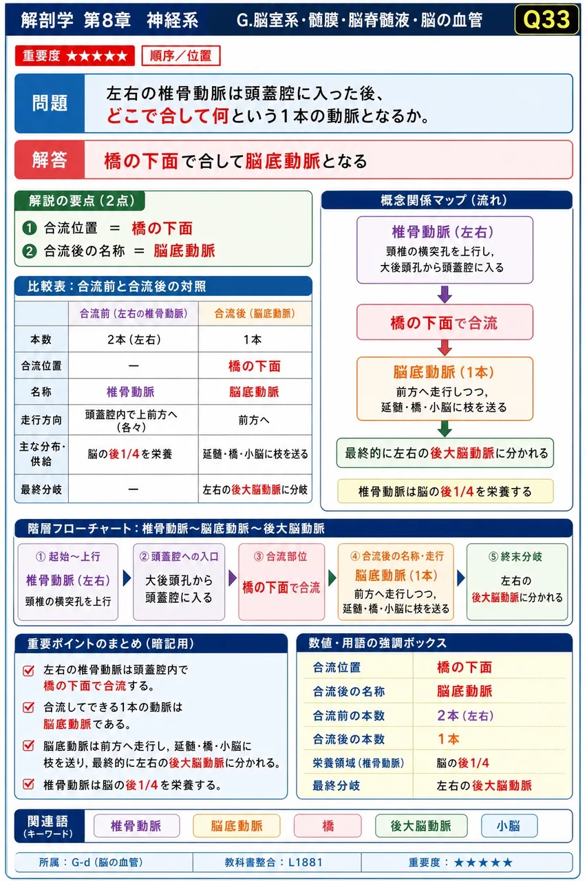 左右の椎骨動脈は頭蓋腔に入った後、どこで合して何という1本の動脈となるか。 解説図