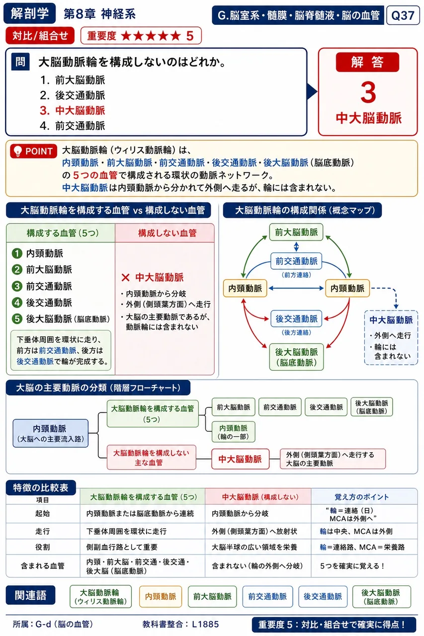 大脳動脈輪を構成しないのはどれか。 解説図