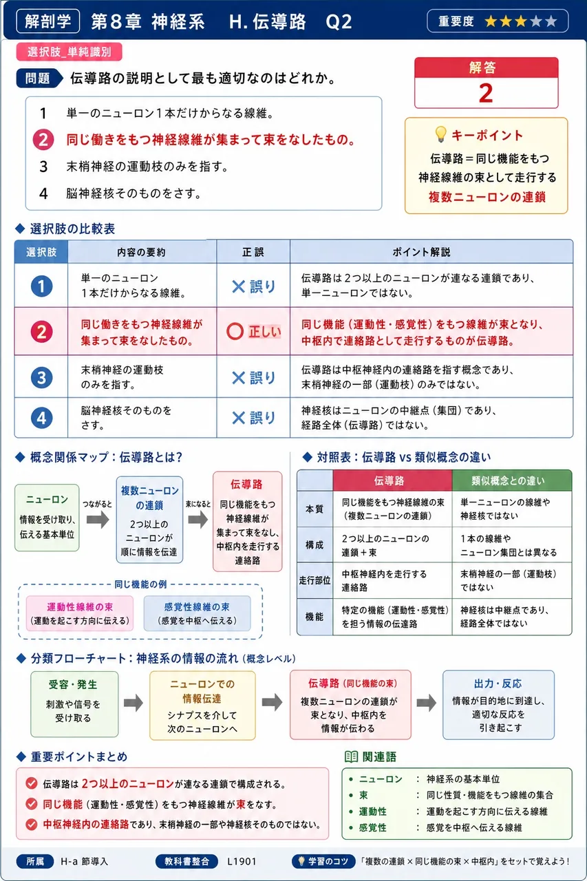 伝導路の説明として最も適切なのはどれか。 解説図