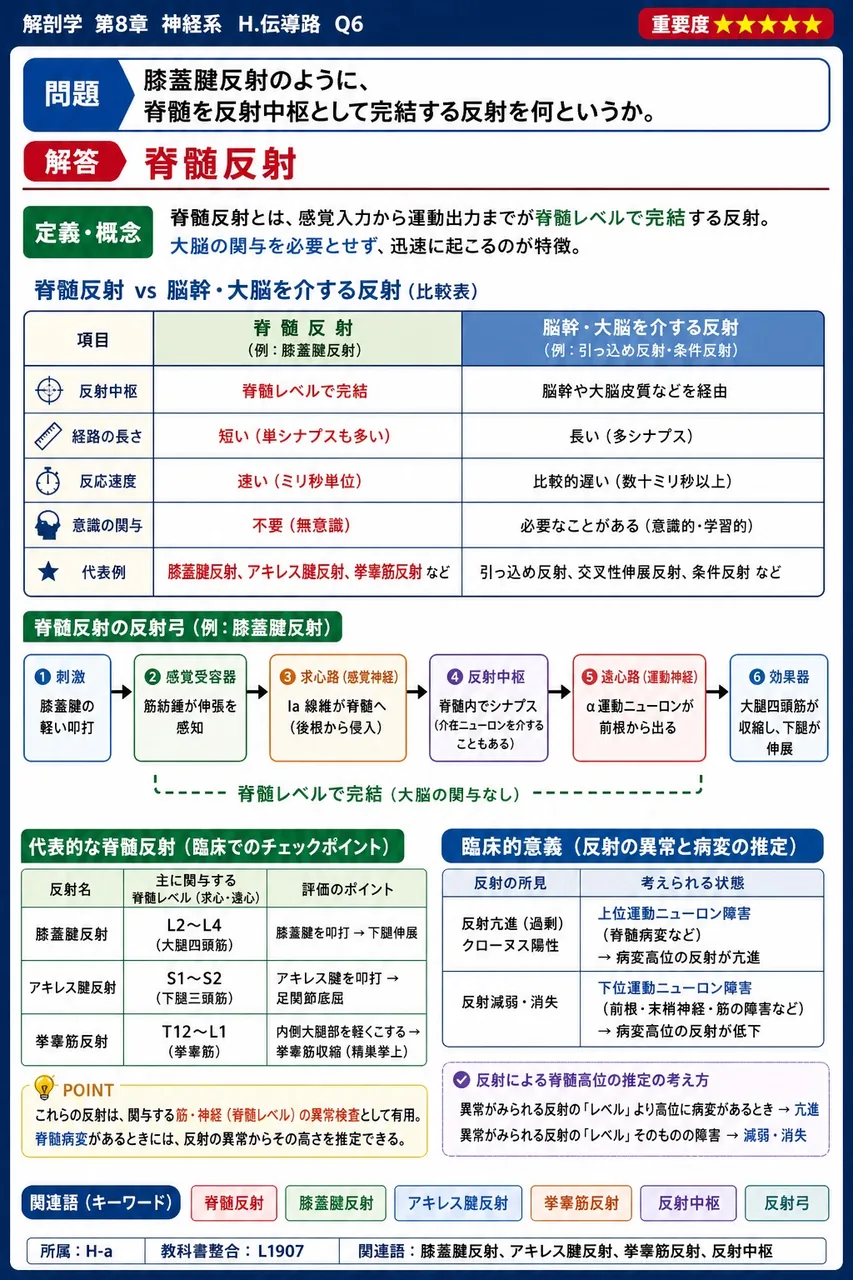 膝蓋腱反射のように、脊髄を反射中枢として完結する反射を何というか。 解説図