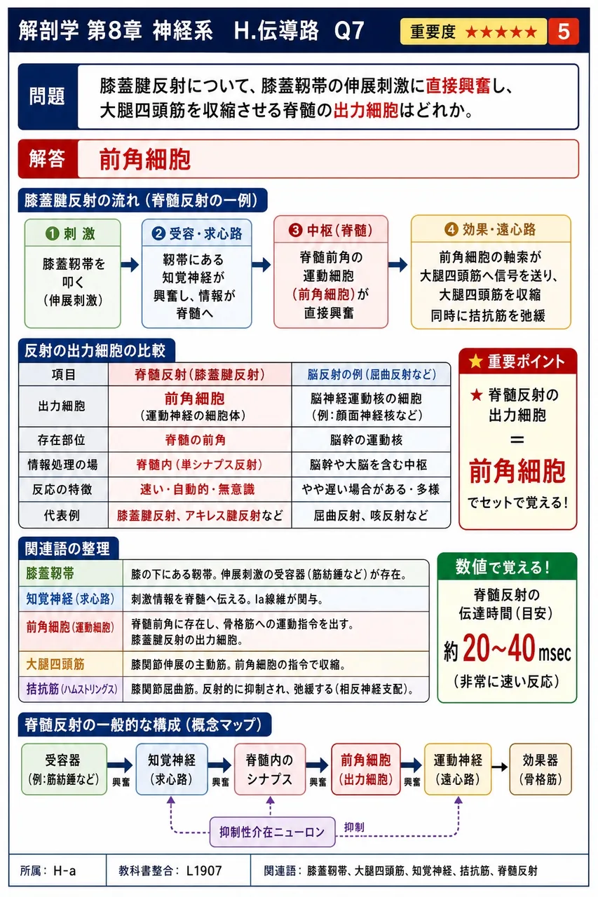 膝蓋腱反射について、膝蓋靱帯の伸展刺激に直接興奮し、大腿四頭筋を収縮させる脊髄の出力細胞はどれか。 解説図